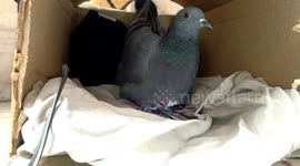 This is what happens when a pigeon hears the Minions ringtone for the first time.