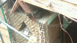 A street cat jumped and reached the first-floor roof of a neighbor's house, grabbing a pigeon from its nest.