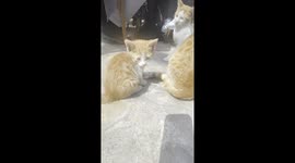 Not Today, Human: Mama Cat Says “Paws Off! - Swipes Child Who Gets Too Close as Kitten Pounces On Her Tail.