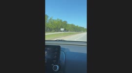 Rogue Cow Jumping Around in the Median