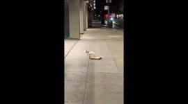 Seagull Finds a Pizza Slice