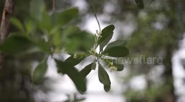 Mangrove flowers are small, yet captivating elements of the unique ecosystems where they thrive.