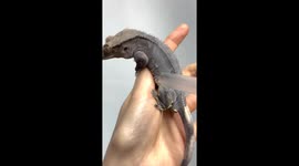 This gecko’s shedding moment took the internet by storm with over 90 million views