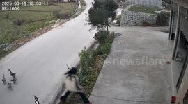 Girl chased by geese as she tries to safety remove them out of driveway