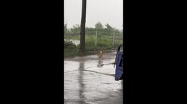 Shiba Inu scratches face in annoyance as rain falls during walk in Hunan, China