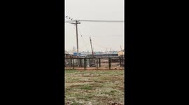 Cat clings to tree as bird struggles to perch nearby in Inner Mongolia, China