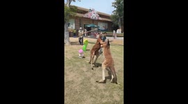 Kangaroos fight and briefly pause before being separated by keepers in Shandong, China