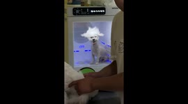 Dog enjoys fluffy blow-dry inside grooming machine in Sichuan, China