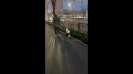 Leashed dog stands on another dog’s back while walking in Liaoning, China