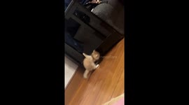 Kitten gets stuck and loses balance while hanging from clothes in Zhejiang, China