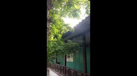 Stray cat trapped on school's roof rescued by workers