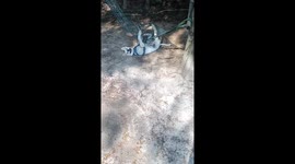 Pet dog plays in hammock and tangles himself with ropes