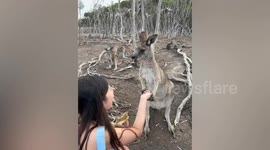 Kangaroo refuses to release visitor's hand in Australia