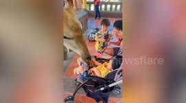 Friendly giraffe eats snacks given by kids at zoo