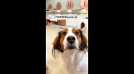 Dachshund at Doggy Daycare