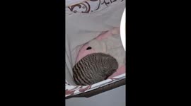 Feeding a Mongoose Pasta