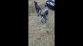 Young Dogs Cow Herding