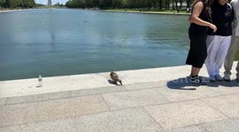 Ducks finds some food during a busy day at the Reflecting Pool in Washington, DC