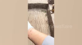 Monkey helps woman by plucking thorns from her arm