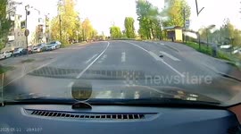Hedgehog uses zebra crossing to cross safely to the other side