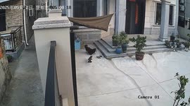 Mother cat fearlessly rescues kitten from the jaws of a dog