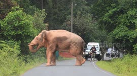 Elephant holds up traffic with a morning stretch on the road