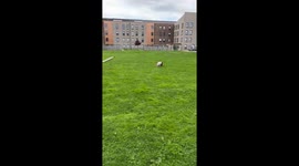 Energetic dog runs wild with helium balloon tied to its harness