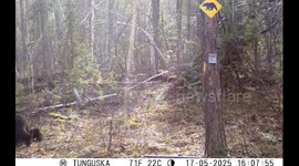 Bear scratches back on tree in dance-like motion in Krasnoyarsk Krai, Russia