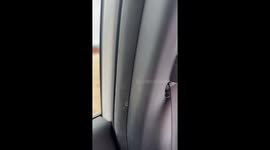 Camels reach into car for snacks in Madrid, Spain
