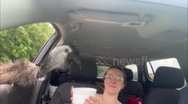 Couple feeds safari animals and gets surprised by alpaca in Hope Hull, Alabama, USA