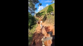 Bull charges and pushes man toward cliff in Puerto Berrío, Colombia