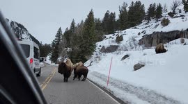 Buffalos approach woman for food and affection in Missouri, USA