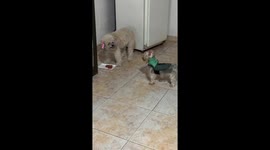 Dog growls to scare smaller dog in Puerto Ordaz, Venezuela