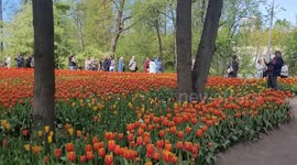 Beautiful tulip blooms fill park in St Petersburg, Russia