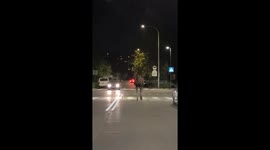 Loose moose spotted walking on street, causes traffic in Bielany, Warsaw, Poland