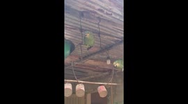 Parrot shows off spinning trick on perch in Maturín, Venezuela