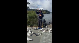 Graceful pigeons cast their vote for their favorite human of the year