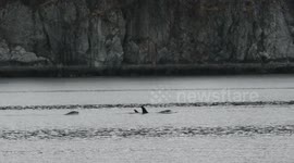 Whale pod surfaces while swimming through Glacier Bay in Alaska