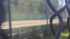 Tragic moment hare crosses track and is hit by F1 star