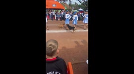 Dogs scuffle during parade startles girl in Asunción, Paraguay
