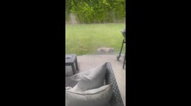 Frenchie attacks sprinkler