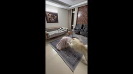 Energetic dog plays with owner during prayer in Isfahan, Iran