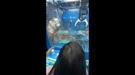 Children play claw machine filled with live Alaska crabs in China