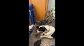 Patient Dogs Lets Chickens Stand on Him