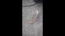 Semi's Brake Drum Crashed Through Back Windshield
