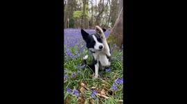Border Collie Tries Playing Hide and Seek