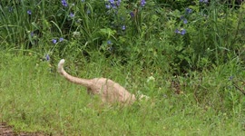 Cat on a hunt for a bug
