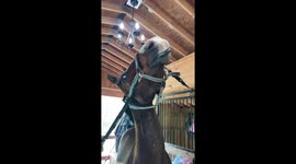 Horse Enjoys Sweet Treat