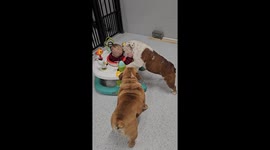 Baby and Two Bulldogs