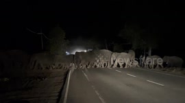 unbelievable wild elephant crossed the main road. more than 200 elephants
